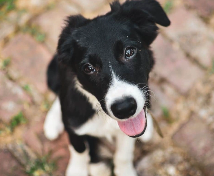 training Border Collie mix