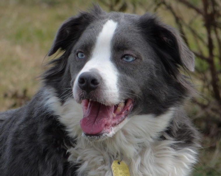 Border Collie mix