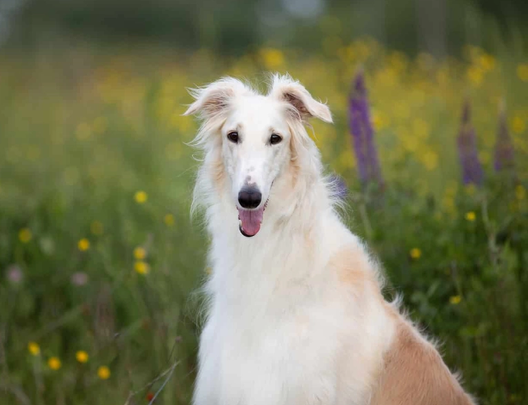 borzoi dog breed information