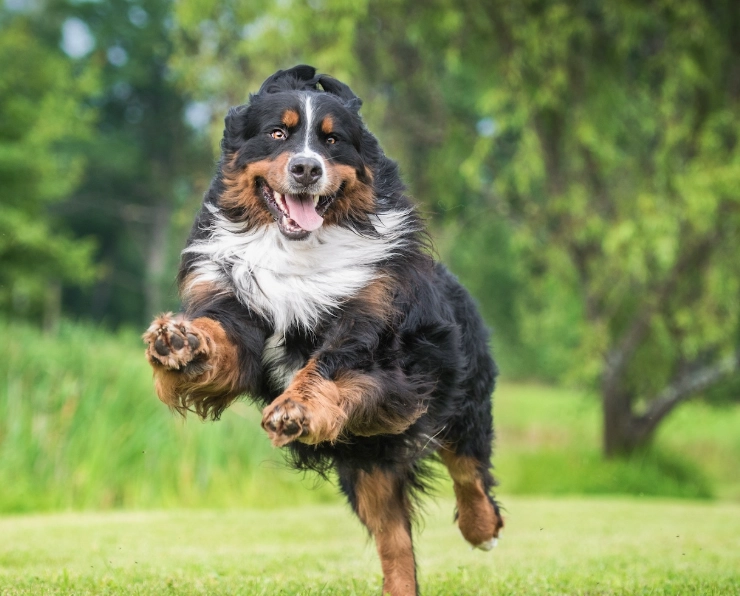 large breed apartment dog