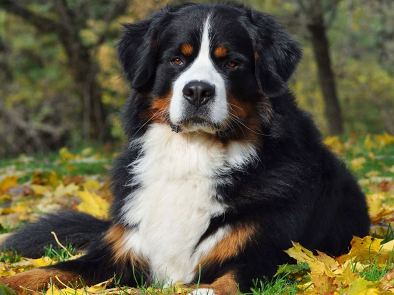 Bernese Mountain Dog house pet