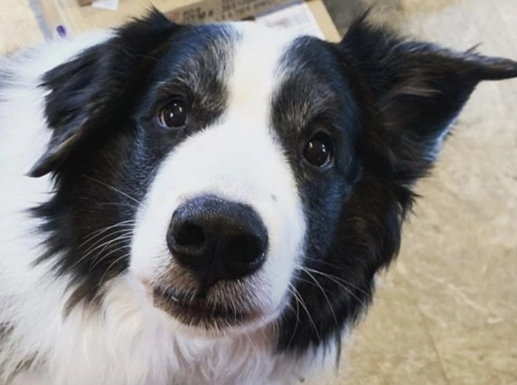 training Border Collie mix