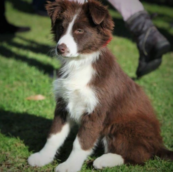 Border Collie brown