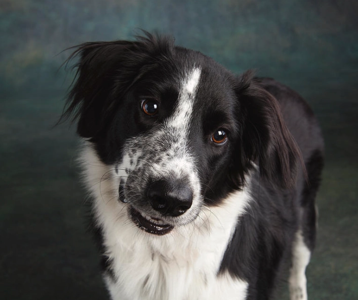Border Collie mix care