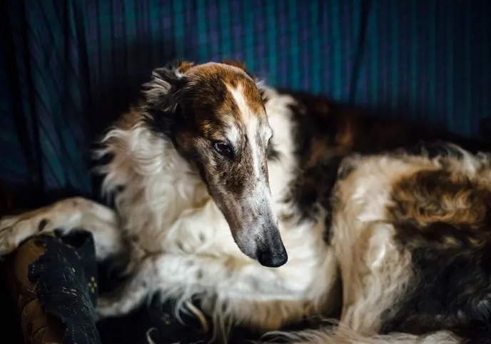 why are borzois so rare