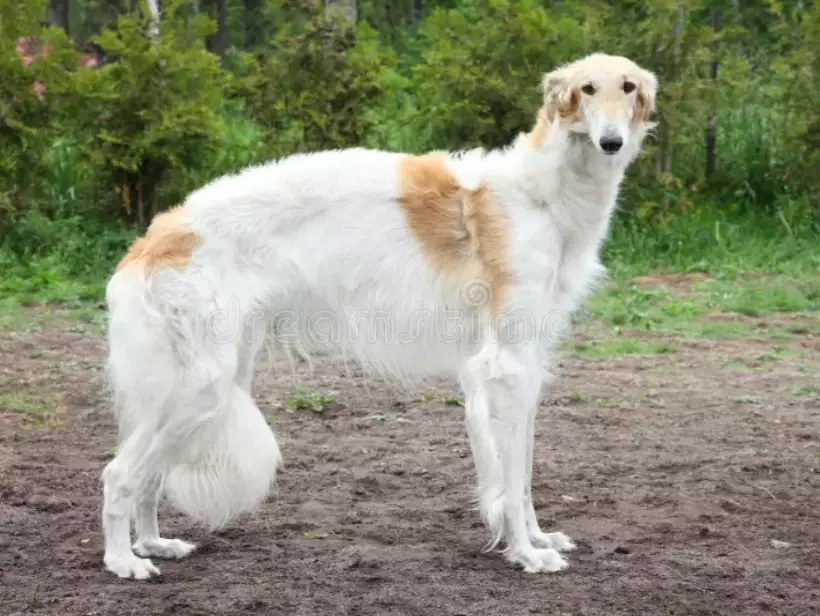 borzoi rare breed