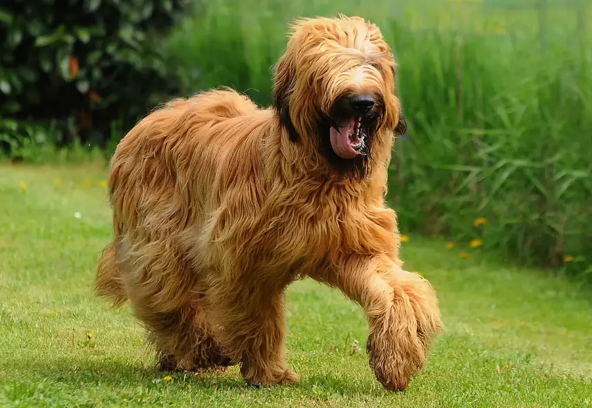 briard puppy care briard puppy care