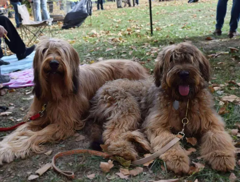 briard grooming briard grooming