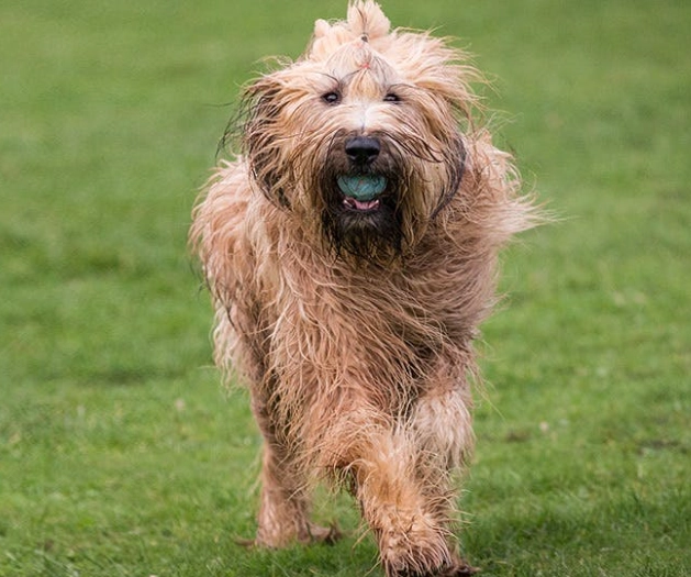 do briards shed do briards shed