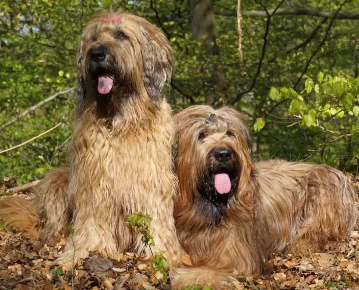 hypoallergenic dog breeds hypoallergenic dog breeds