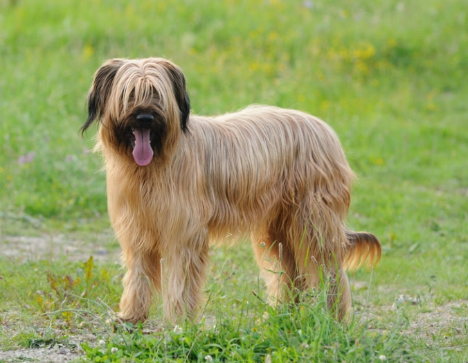 hypoallergenic dog breeds hypoallergenic dog breeds