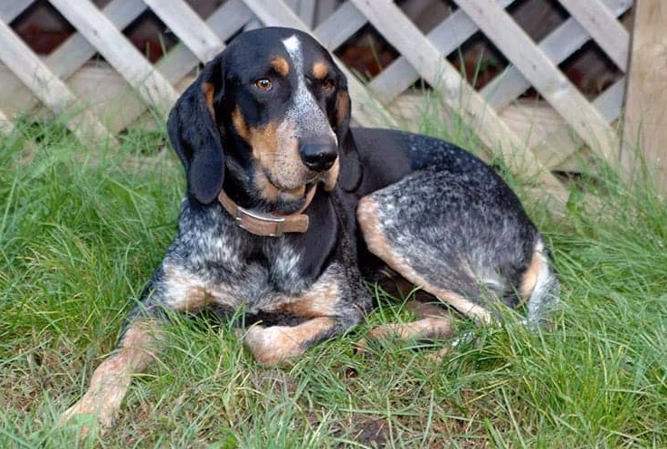Bluetick Coonhound weight chart Bluetick Coonhound weight chart