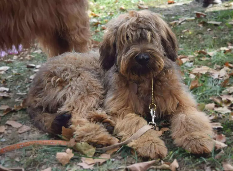 do briards shed do briards shed