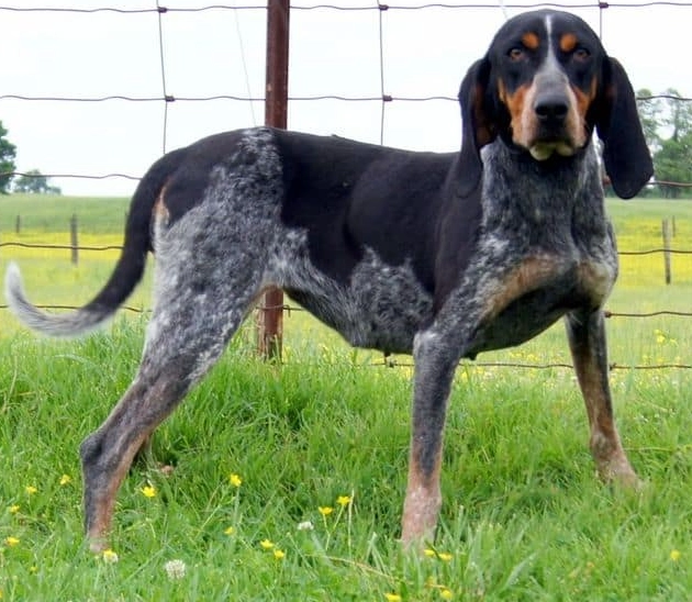 Bluetick Coonhound size Bluetick Coonhound size