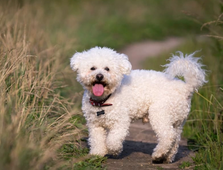 bichon frise health problems