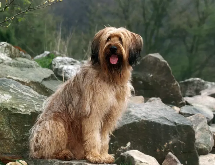 briard puppy briard puppy