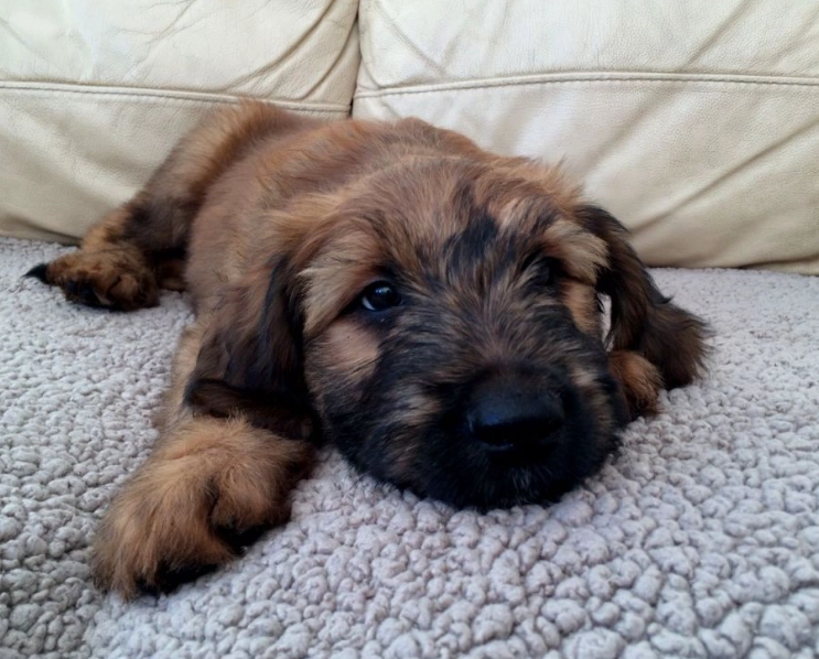 briard puppy training briard puppy training