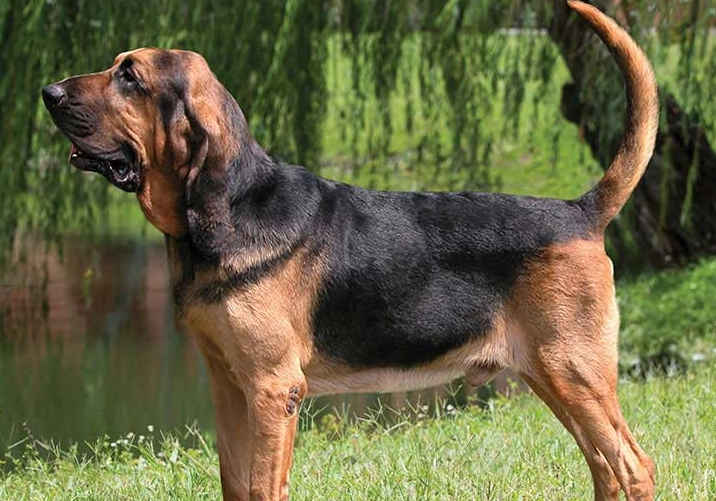 bloodhound temperament