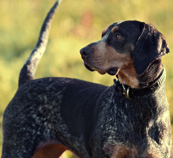 Bluetick Coonhound weight chart Bluetick Coonhound weight chart