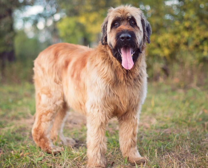 Briard Poodle mix temperament