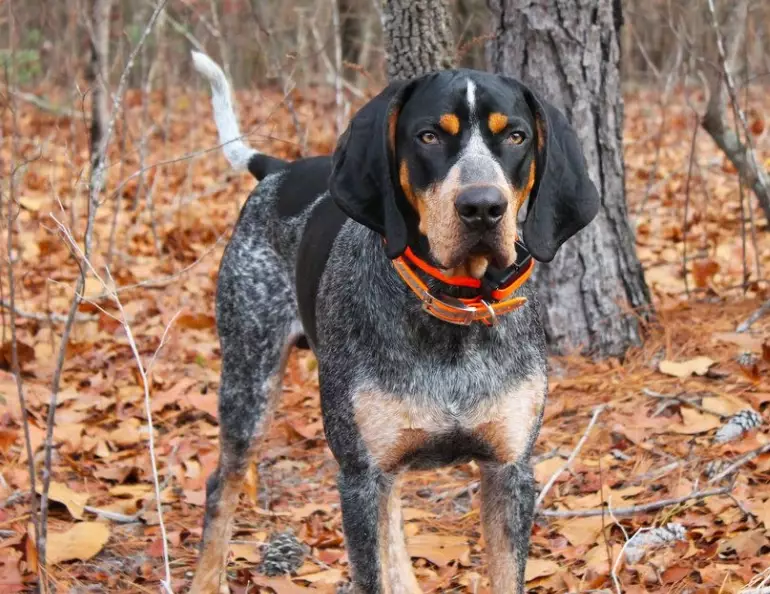 Bluetick Coonhound size Bluetick Coonhound size