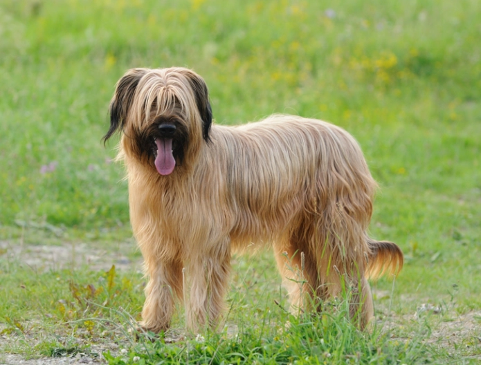 briard puppy training briard puppy training