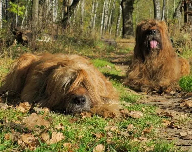 Briard Poodle mix size