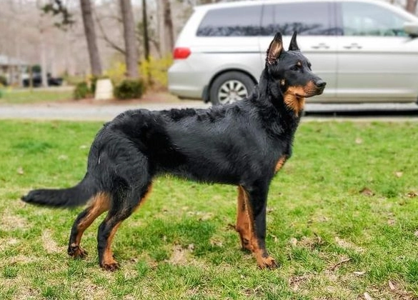how rare is a beauceron how rare is a beauceron