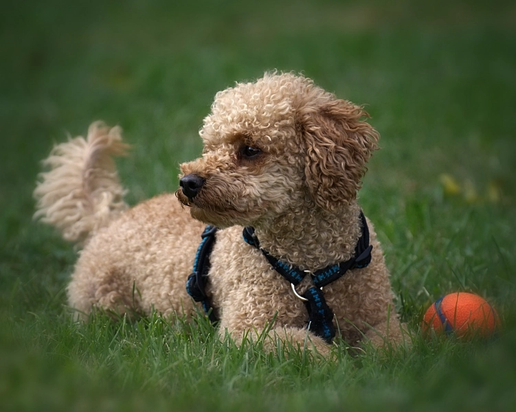 Briard Poodle mix size