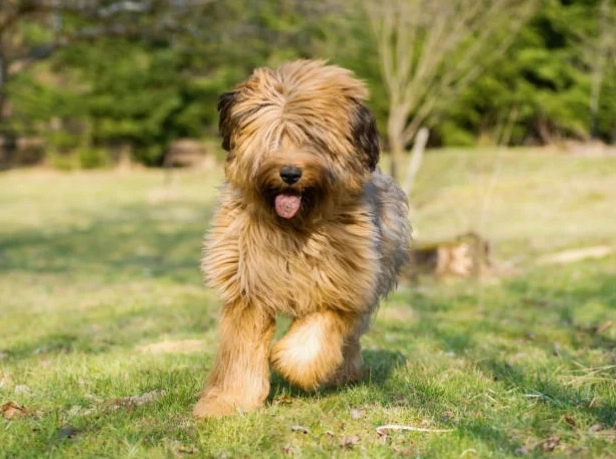 Briard puppy