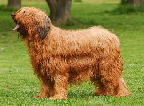 Briard Poodle mix
