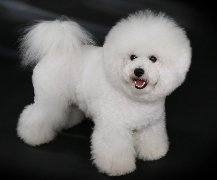 bichon frise lifespan