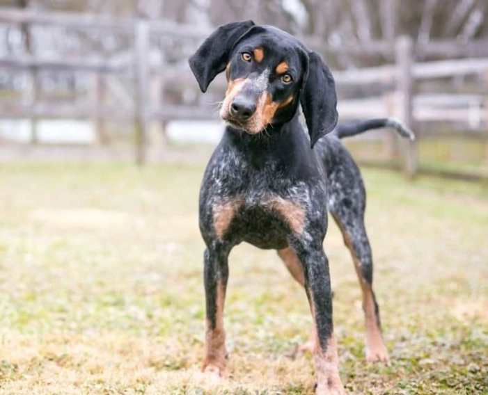 Bluetick Coonhound weight chart Bluetick Coonhound weight chart