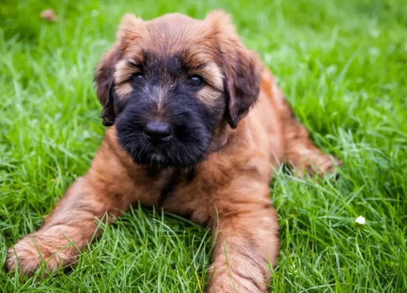 briard puppy briard puppy