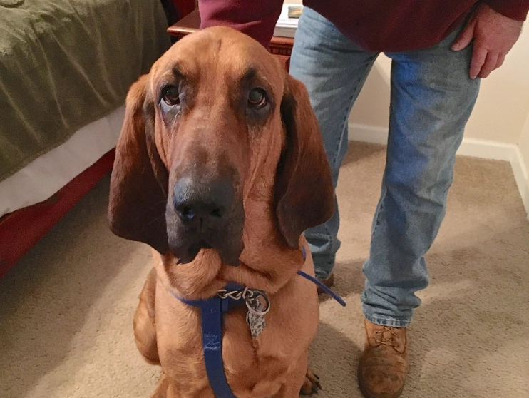 bloodhound behavior problems