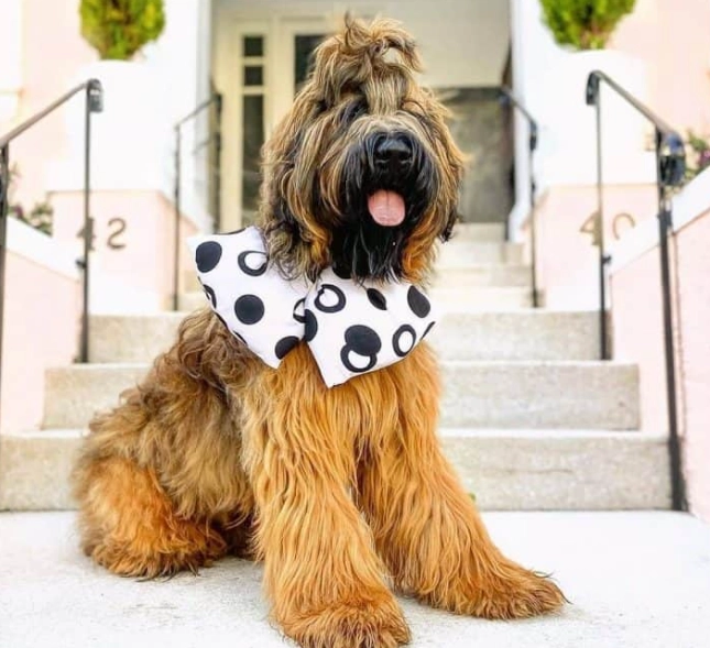 Briard Poodle mix size