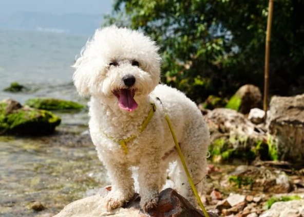 bichon frise health problems