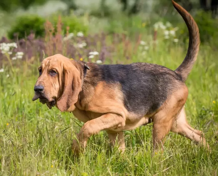 Can bloodhounds be aggressive?