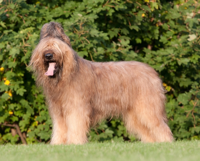 briard puppy care briard puppy care