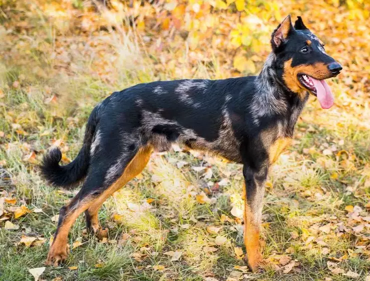 how rare is a beauceron how rare is a beauceron
