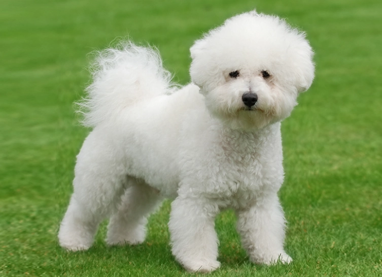 What do Bichon Frise usually die from