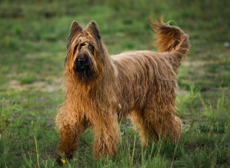 briard grooming briard grooming