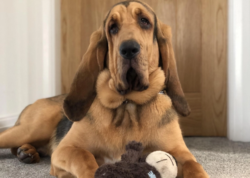 bloodhound temperament