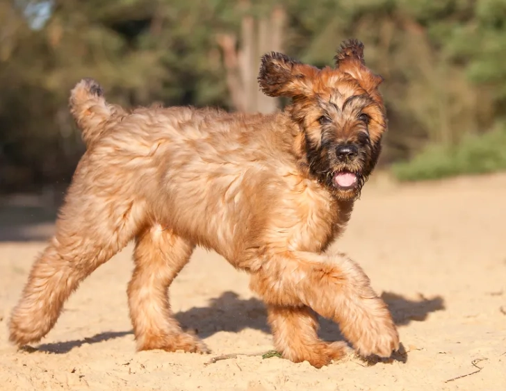 Briard Poodle mix temperament