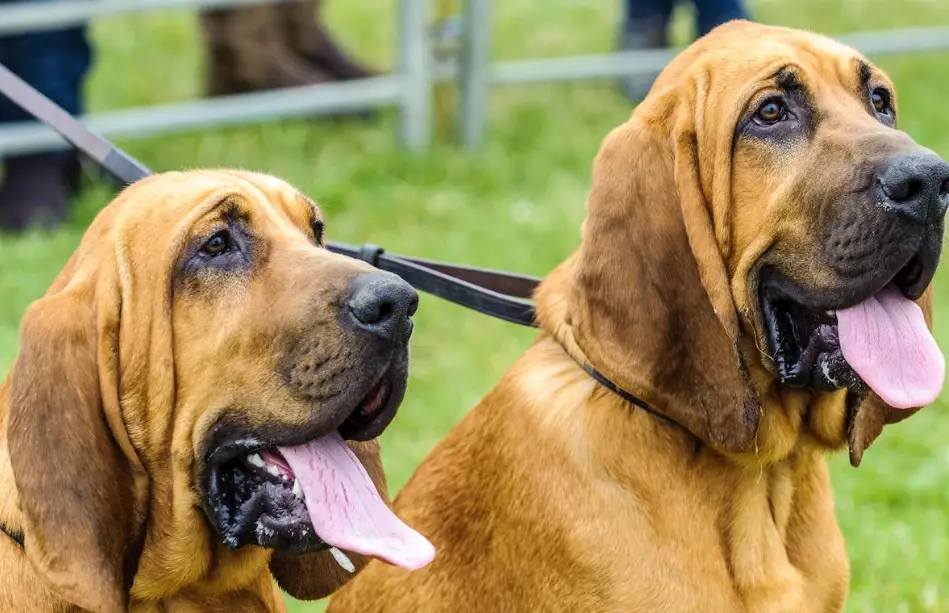 are bloodhounds aggressive