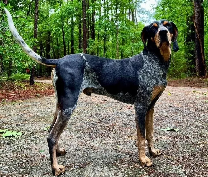 healthy weight for Bluetick Coonhound healthy weight for Bluetick Coonhound