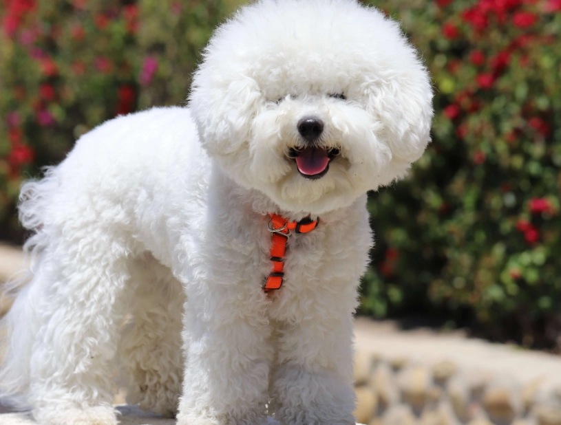 bichon frise common causes of death
