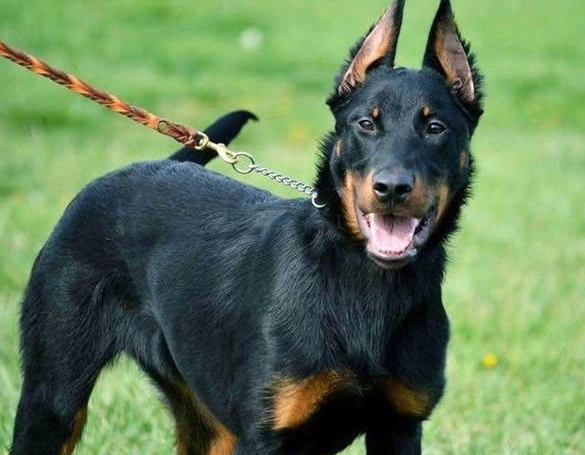 rare dog breeds rare dog breeds