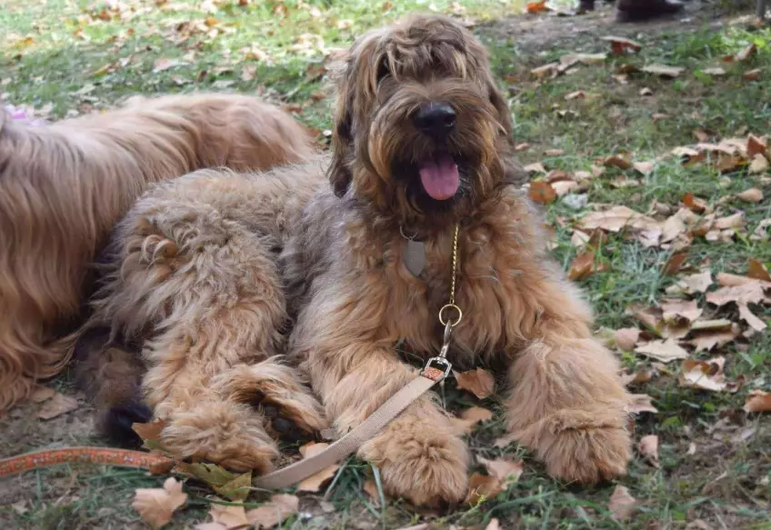 Do Briard dogs shed?
