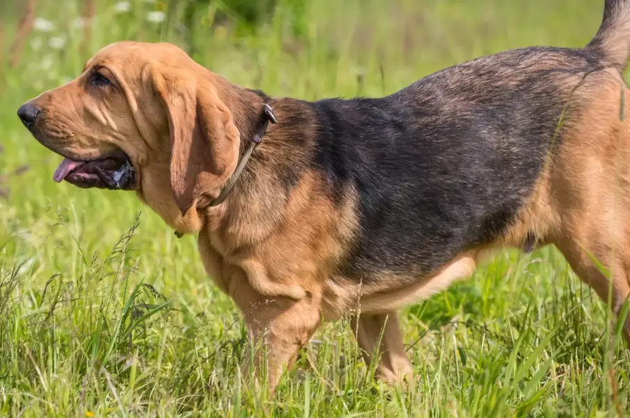 bloodhound behavior problems